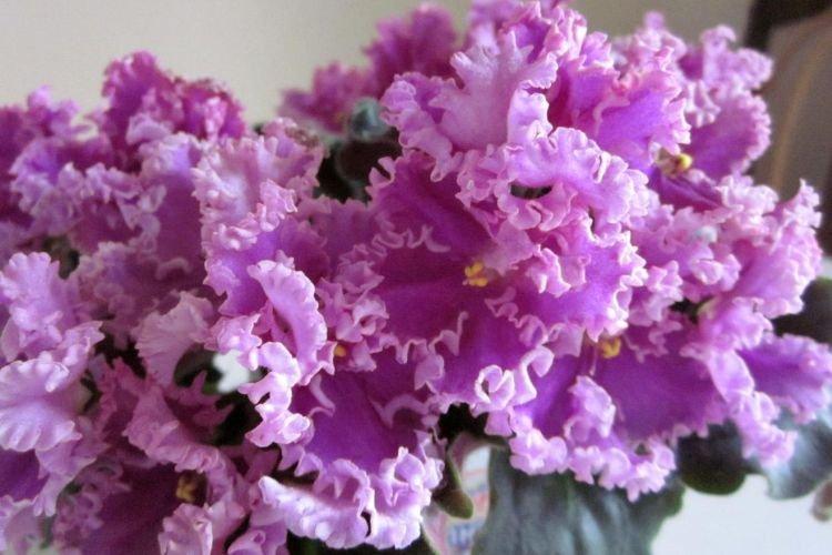 Violet Rosie Volants