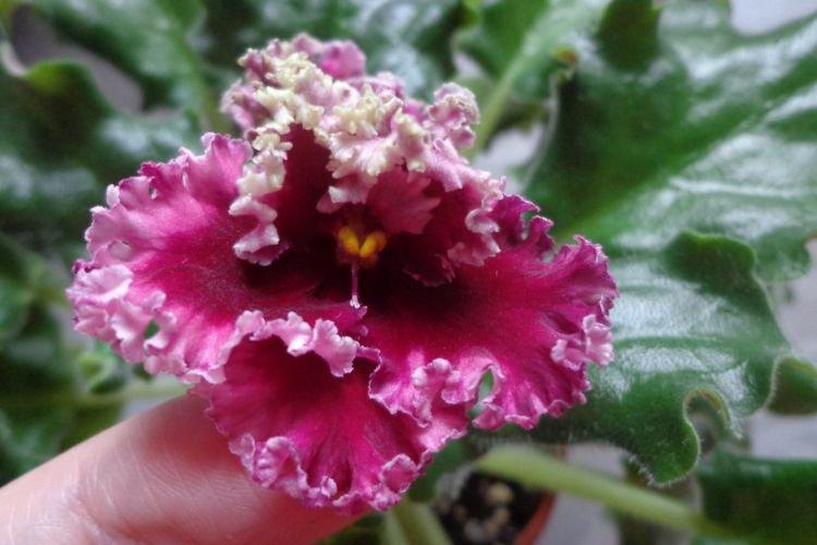 Variété de violettes Papillons de feu