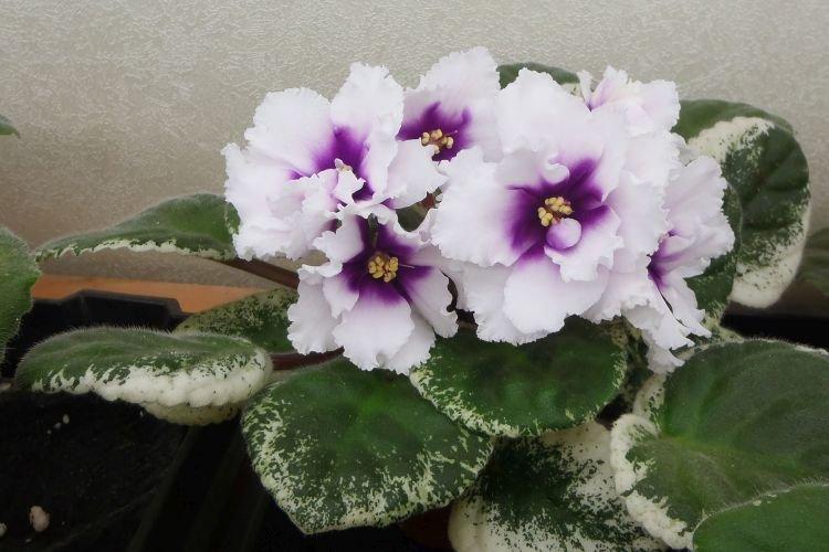 Variété de violettes Jeanne