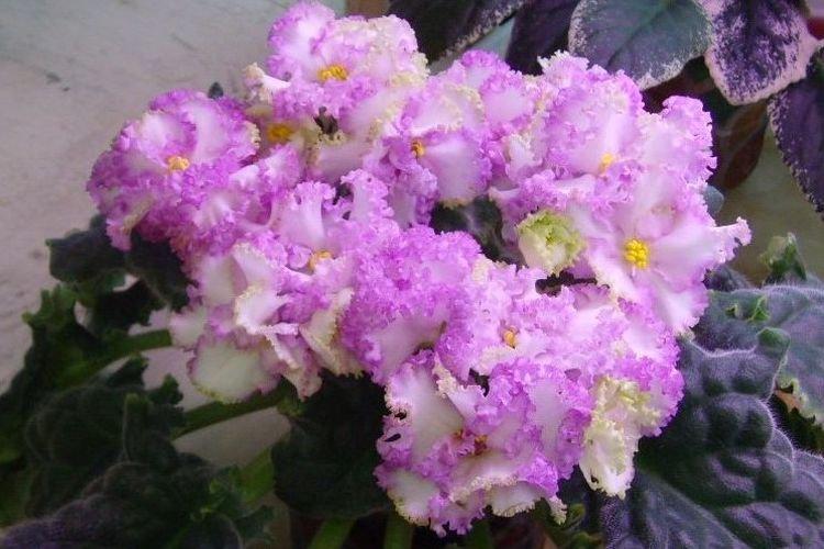 Variété de violette Dynastie Ming