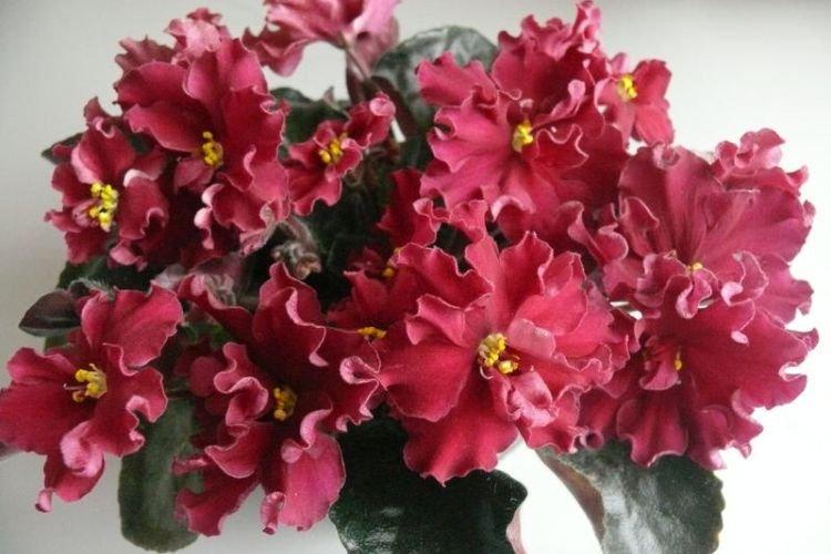 Violette variété Bételgeuse