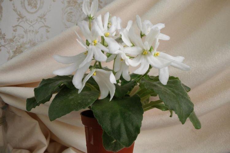 Variété de violettes Lunar Lily White