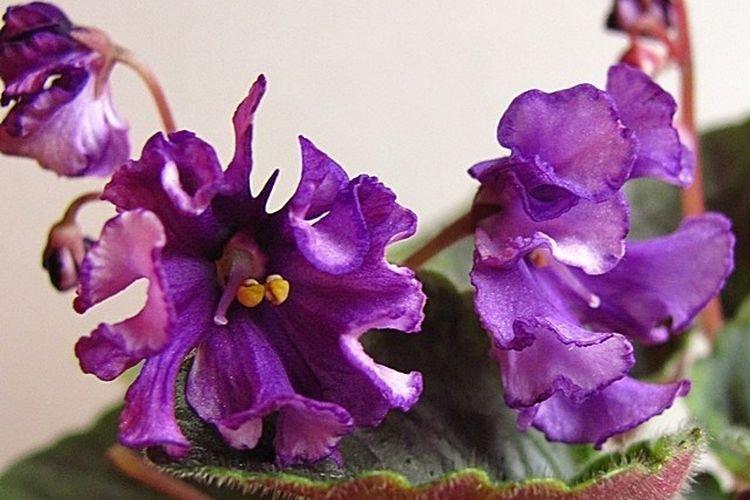 Variété de violettes Zemfira