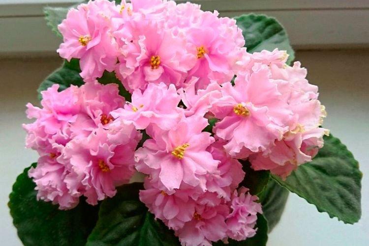 Variété de violettes Votre Majesté