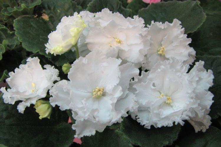 Variété de violettes Gillian