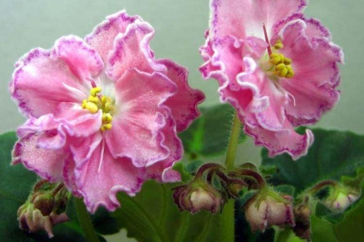 Variété de violettes Darling