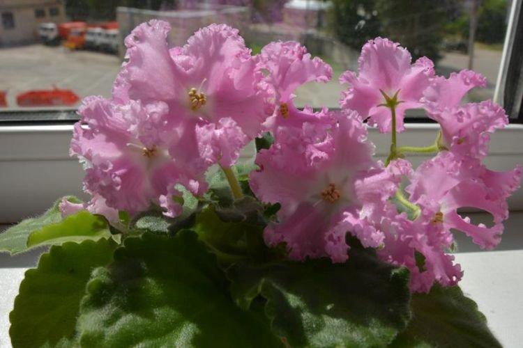 Variété de violettes Angel's Kiss