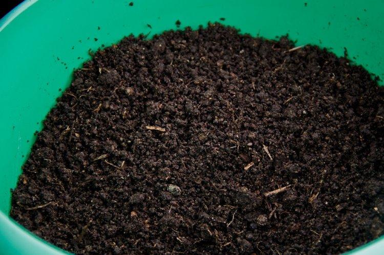 Sol - Soins Spathiphyllum