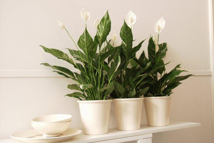 Eclairage - Soins Spathiphyllum