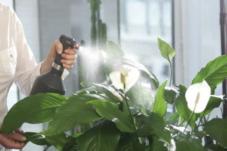 Arrosage - Soins Spathiphyllum