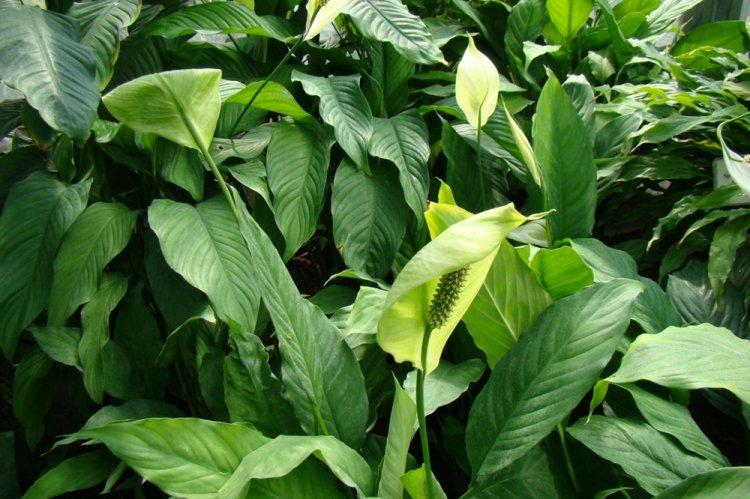 Floraison et taille - Spathiphyllum Care