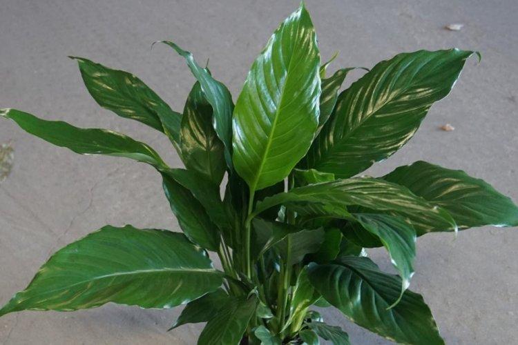 Spathiphyllum - photo