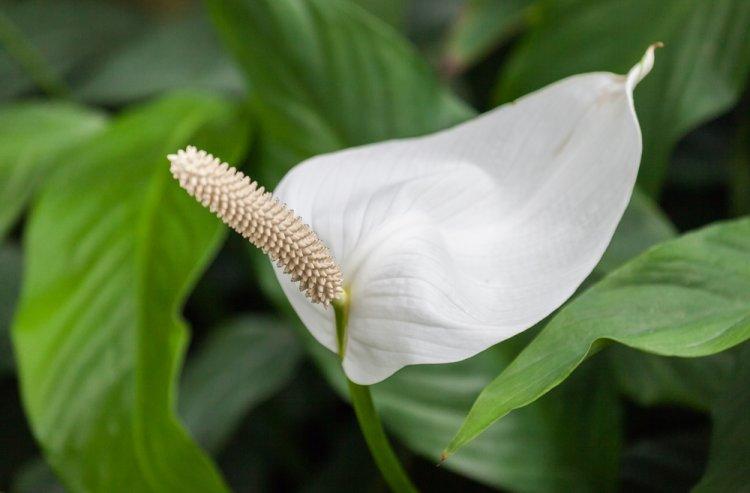 Spathiphyllum - photo