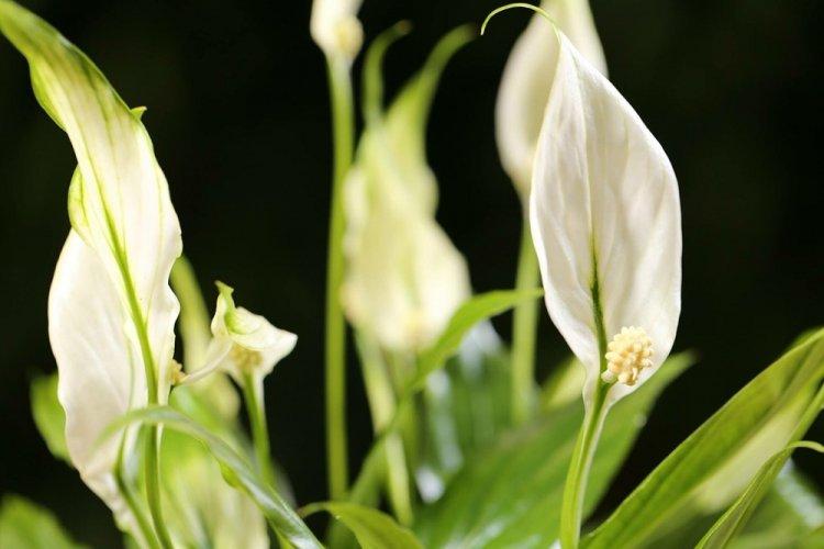 Spathiphyllum - photo
