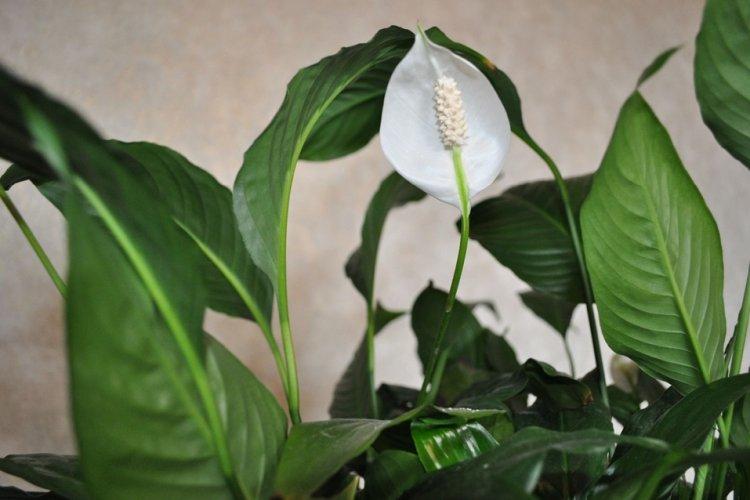 Spathiphyllum - photo