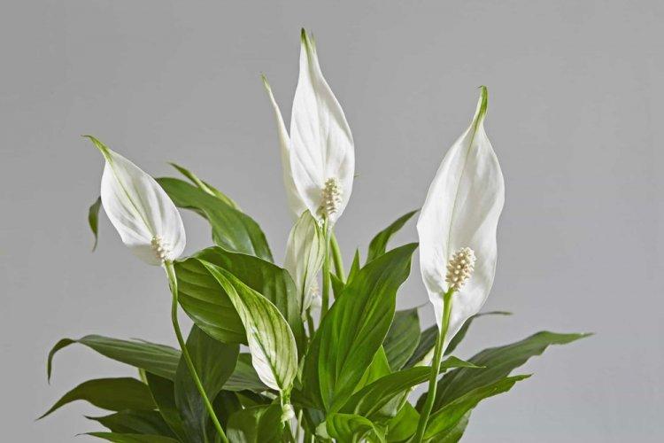 Spathiphyllum - photo