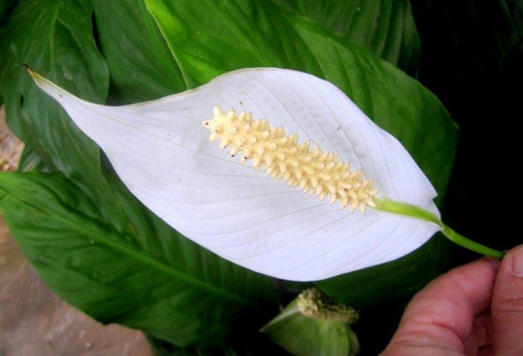 Spathiphyllum - photo