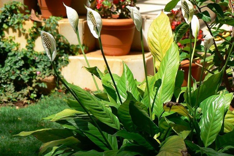 Spathiphyllum - photo