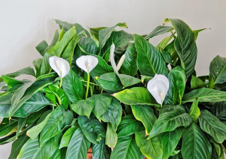 Spathiphyllum - photo