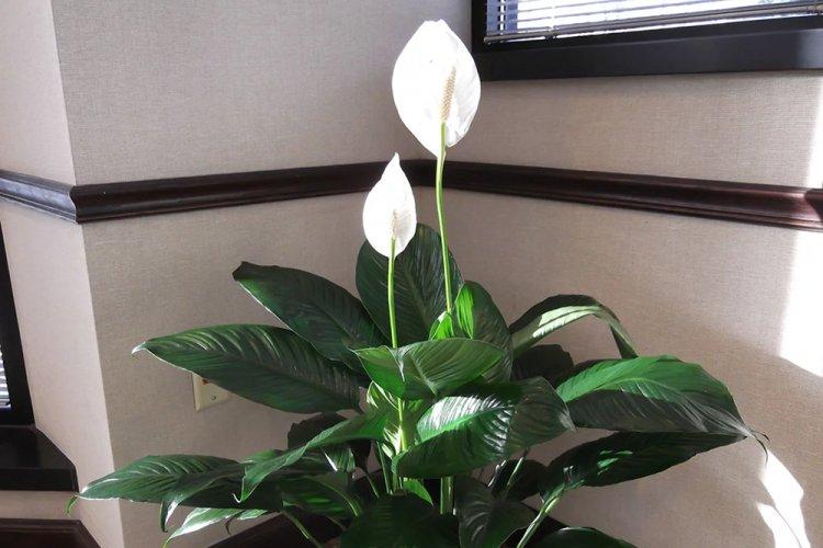 Spathiphyllum - photo
