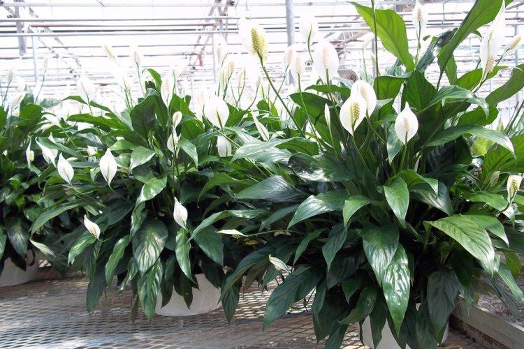 Spathiphyllum - photo