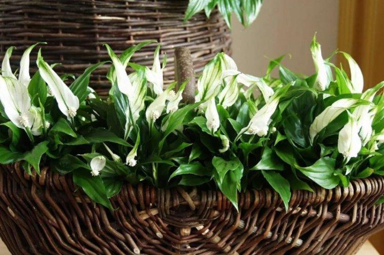 Spathiphyllum - photo