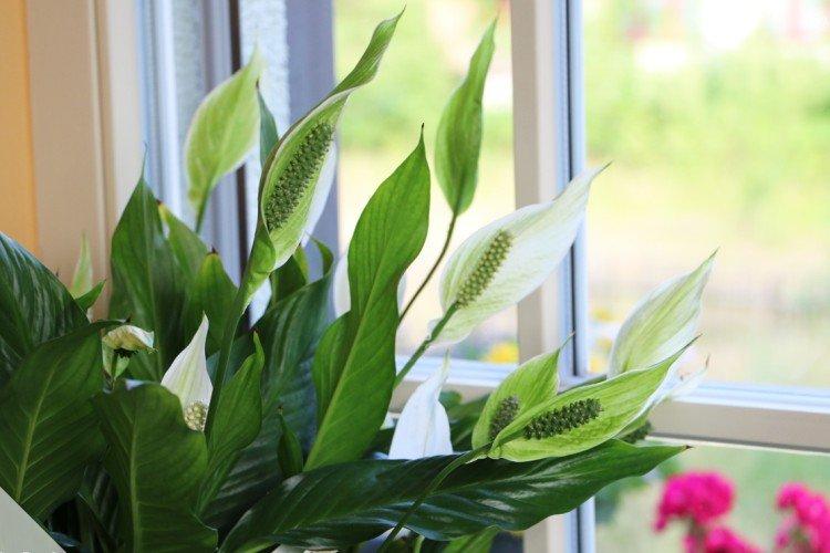 Exigences d'éclairage - Soins à domicile Spathiphyllum