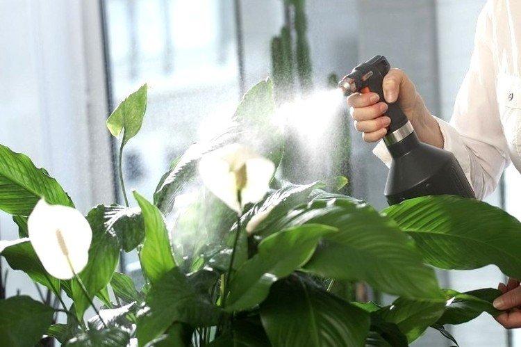 Arrosage - Spathiphyllum soins à domicile