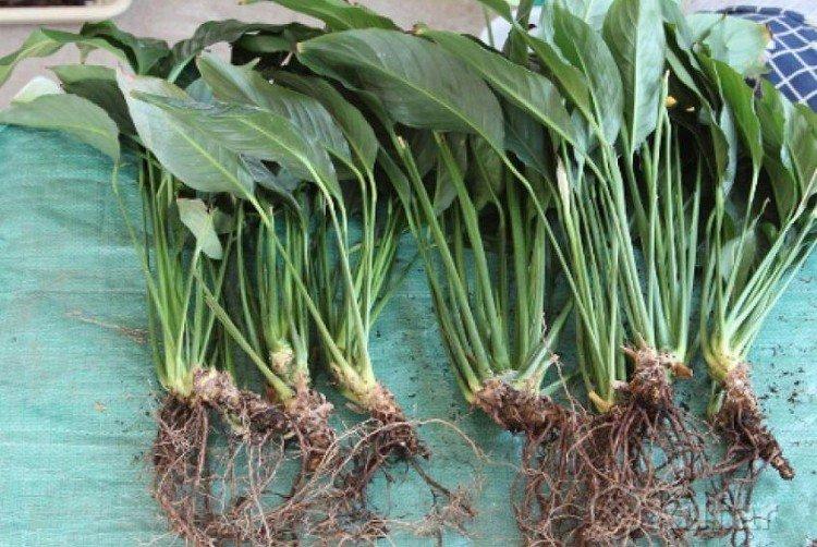 Reproduction - Soins à domicile Spathiphyllum