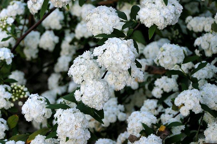 Spirée blanche