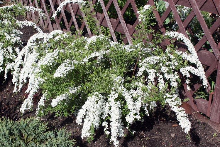 Arrosage - Spirea Care