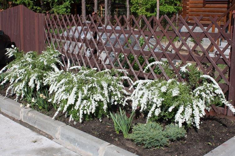 Engrais et alimentation - Soin de la spirée