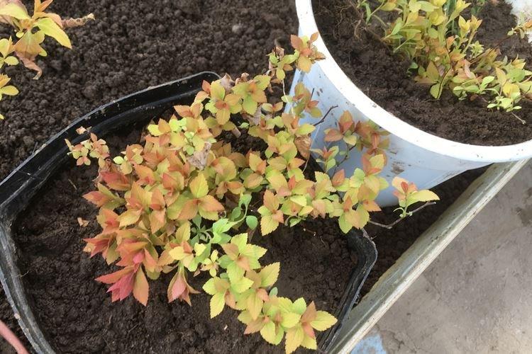 Transplantation et reproduction - Spirea Care
