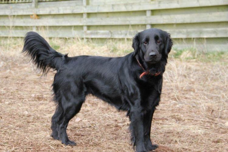 Flatcoated Retriever - Races de chiens de taille moyenne