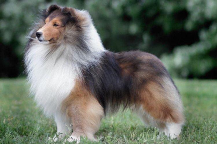 Sheltie - Races de chiens de taille moyenne