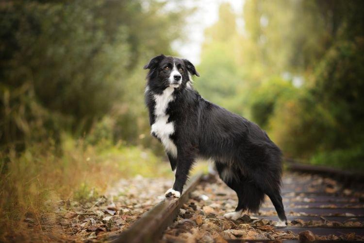 Border Collie - Races de chiens de taille moyenne