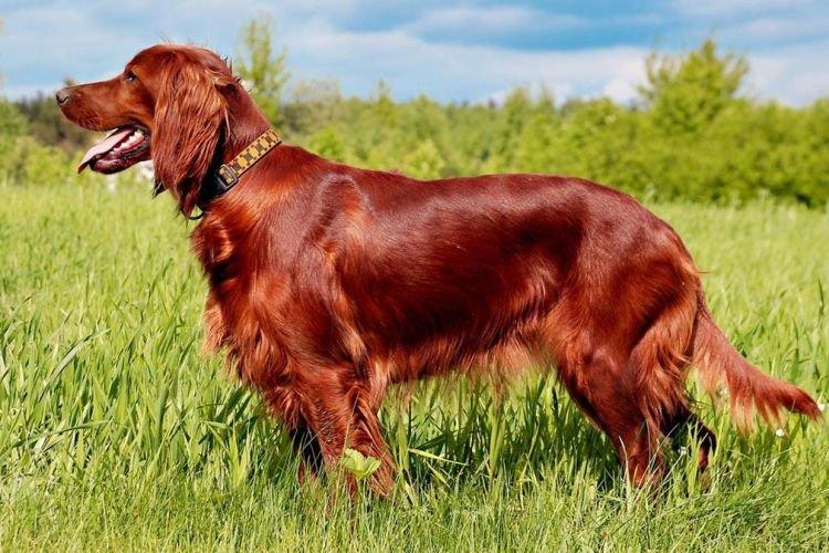 Setter irlandais - Races de chiens de taille moyenne