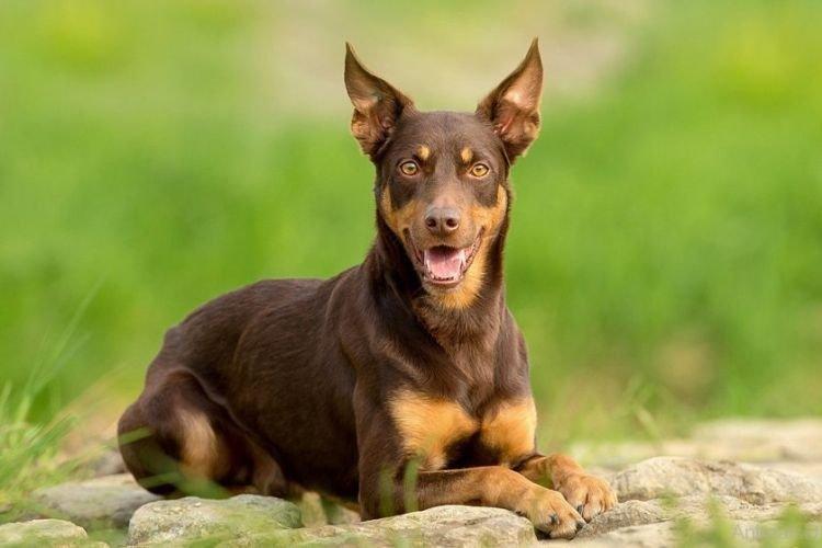 Kelpie australien - Races de chiens de taille moyenne