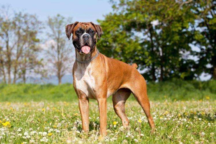 Boxer - Races de chiens de taille moyenne