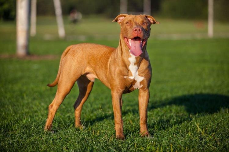 Pit Bull Terrier - Races de chiens de taille moyenne