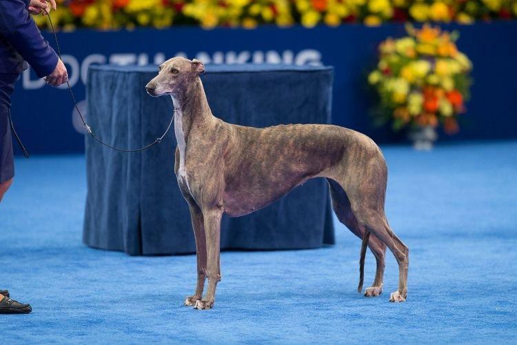 Greyhound - Races de chiens de taille moyenne