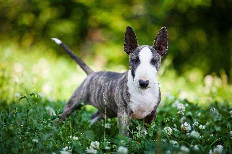 Bull Terrier - Races de chiens de taille moyenne
