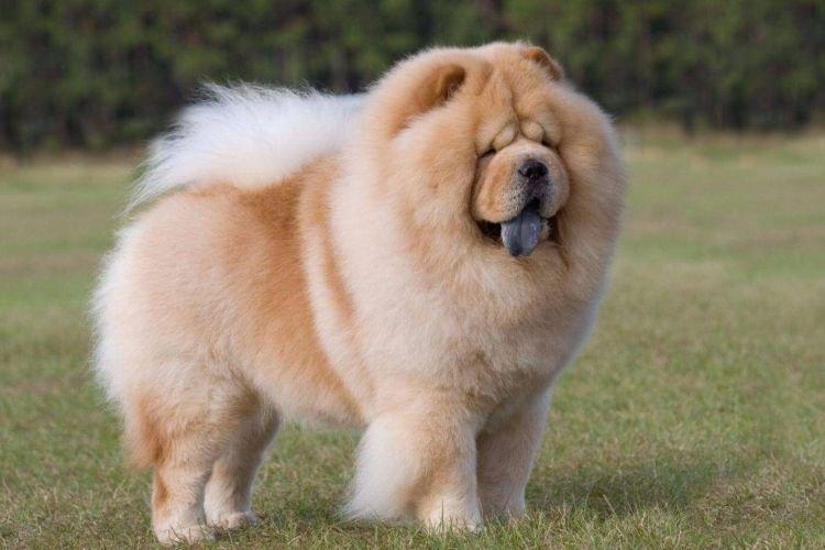 Chow Chow - Races de chiens de taille moyenne