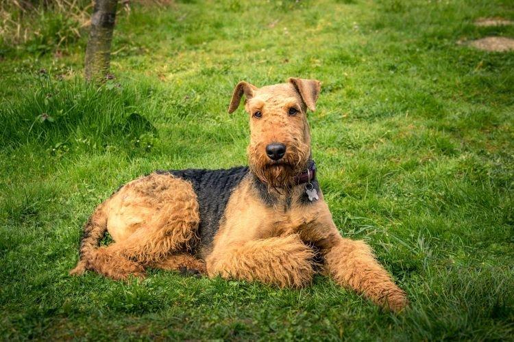 Airedale Terrier - Races de chiens de taille moyenne