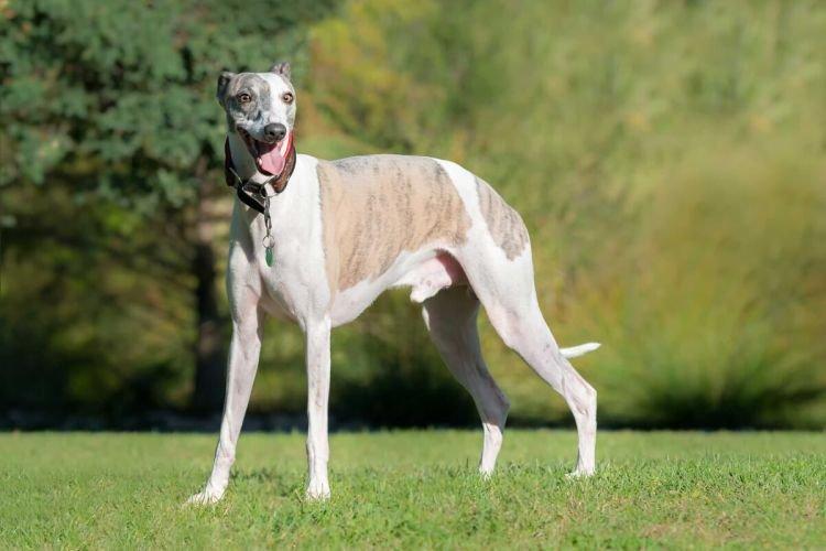Whippet - Races de chiens de taille moyenne