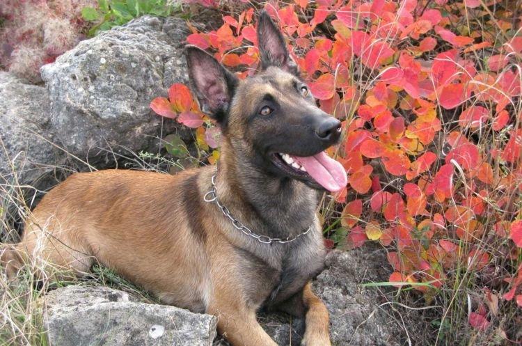 Berger Belge - Races de Chiens Moyens