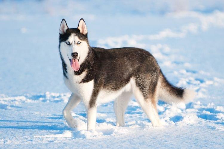 Husky - Races de chiens de taille moyenne