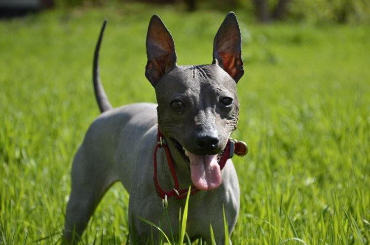 American Hairless Terrier - Chien de race moyenne