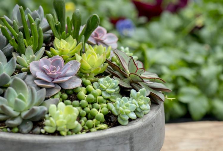 Informations générales - Plantes succulentes