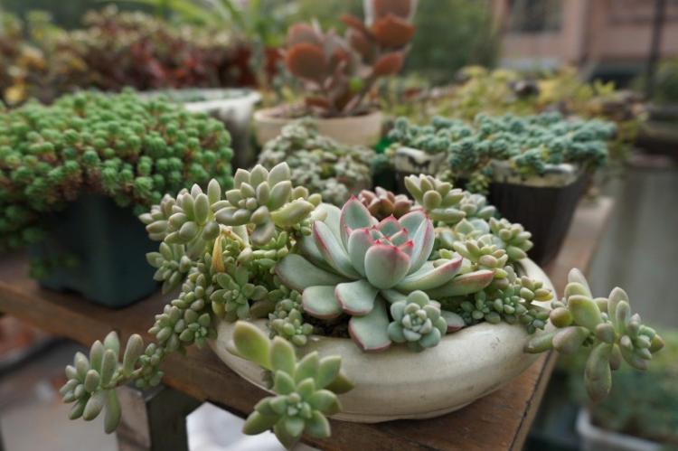 Informations générales - Plantes succulentes